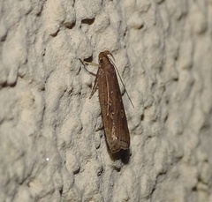 Helcystogramma triannulella