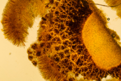 Podophacidium xanthomelum