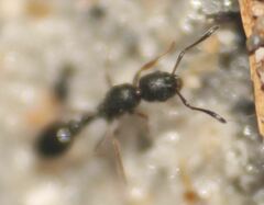 Cardiocondyla venustula