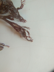 Sphaerococcus coronopifolius