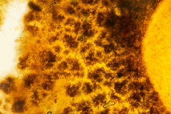 Podophacidium xanthomelum