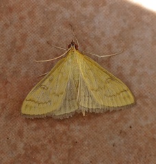 Mecyna flavalis