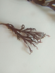 Sphaerococcus coronopifolius