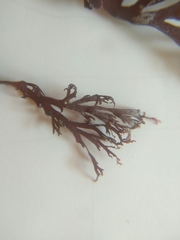 Sphaerococcus coronopifolius