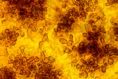 Podophacidium xanthomelum