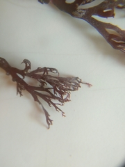 Sphaerococcus coronopifolius