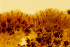 Podophacidium xanthomelum