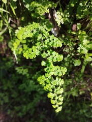 Adiantum excisum