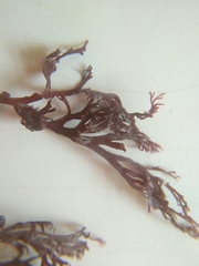 Sphaerococcus coronopifolius