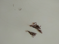 Sphaerococcus coronopifolius