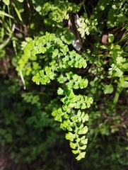 Adiantum excisum