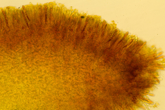 Podophacidium xanthomelum