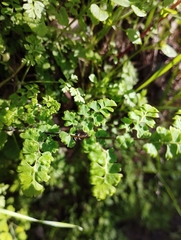 Adiantum excisum