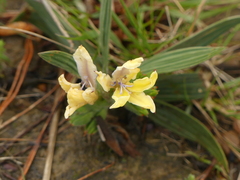 Babiana patula