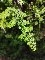Adiantum excisum