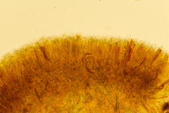 Podophacidium xanthomelum