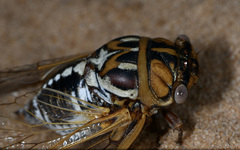 Megatibicen tremulus