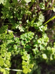 Adiantum excisum