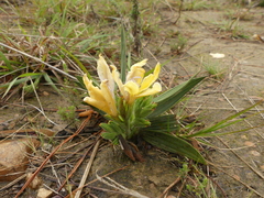 Babiana patula
