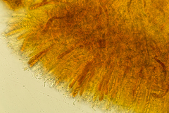 Podophacidium xanthomelum