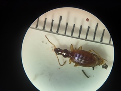 Oxypselaphus obscurus