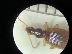 Oxypselaphus obscurus