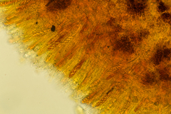 Podophacidium xanthomelum
