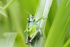 Cibotopteryx