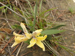 Babiana patula