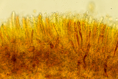 Podophacidium xanthomelum