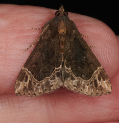 Hypena abalienalis