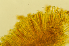 Podophacidium xanthomelum
