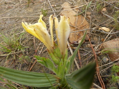 Babiana patula