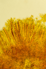 Podophacidium xanthomelum