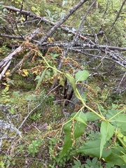 Koenigia alaskana