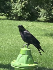 Corvus brachyrhynchos