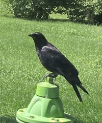 Corvus brachyrhynchos