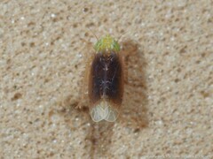 Polyamia apicata