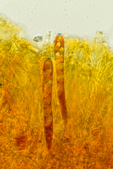 Podophacidium xanthomelum