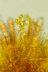 Podophacidium xanthomelum