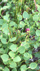 Vaccinium myrtillus