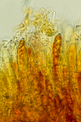 Podophacidium xanthomelum