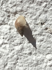 Bulimulus tenuissimus