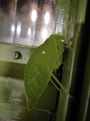 Phylloptera