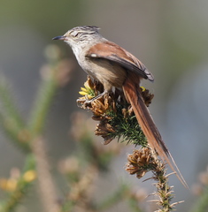 Leptasthenura setaria
