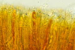 Podophacidium xanthomelum