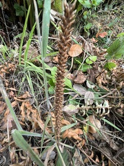 Plantago subnuda