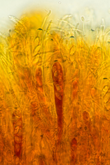 Podophacidium xanthomelum