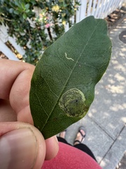 Leucoptera laburnella
