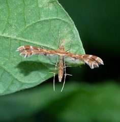 Oxyptilus